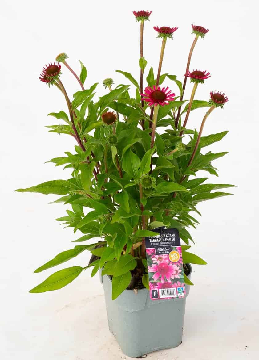 Tootepilt, Echinacea