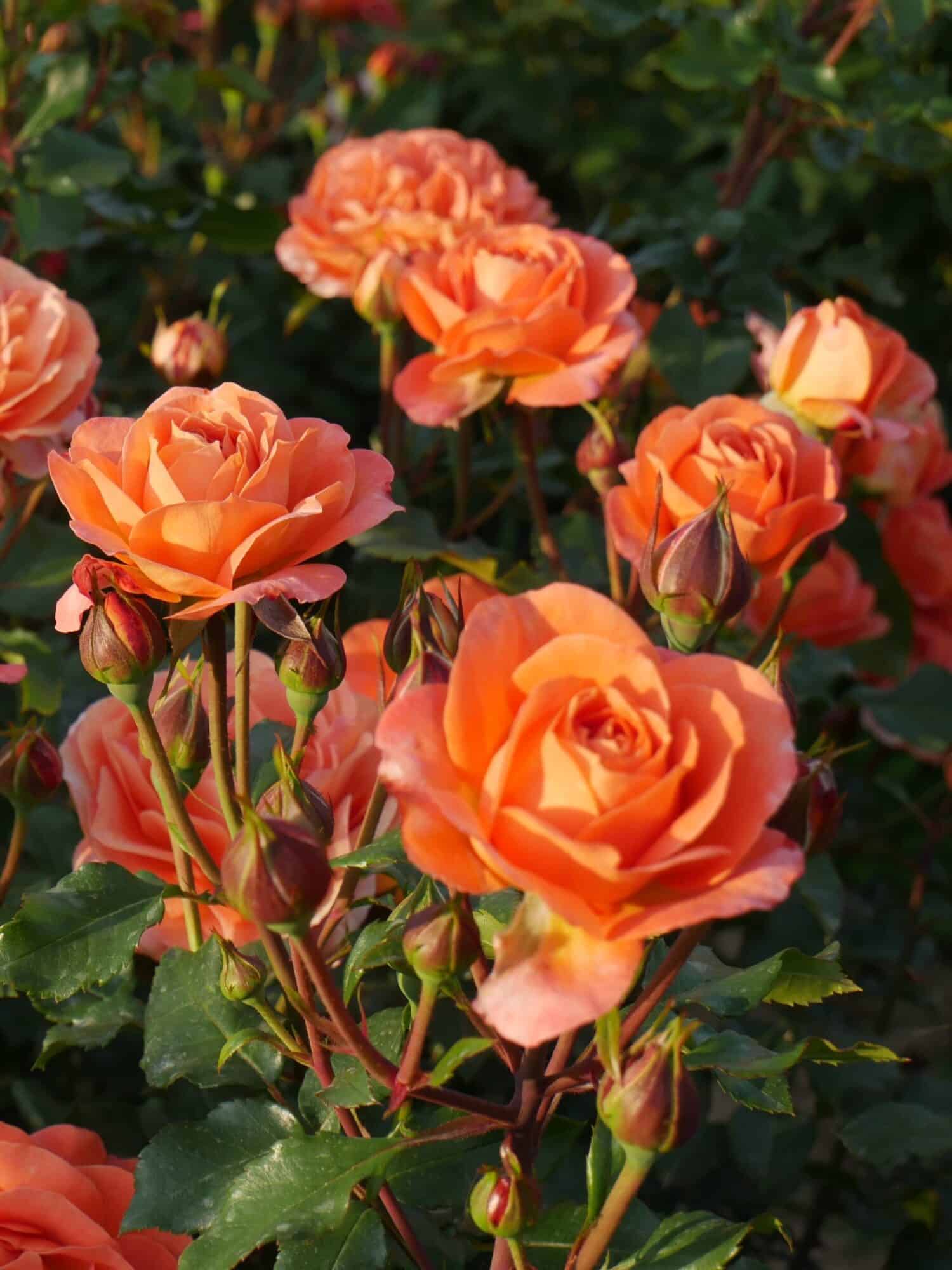 Peenraroos 'Phoenix'