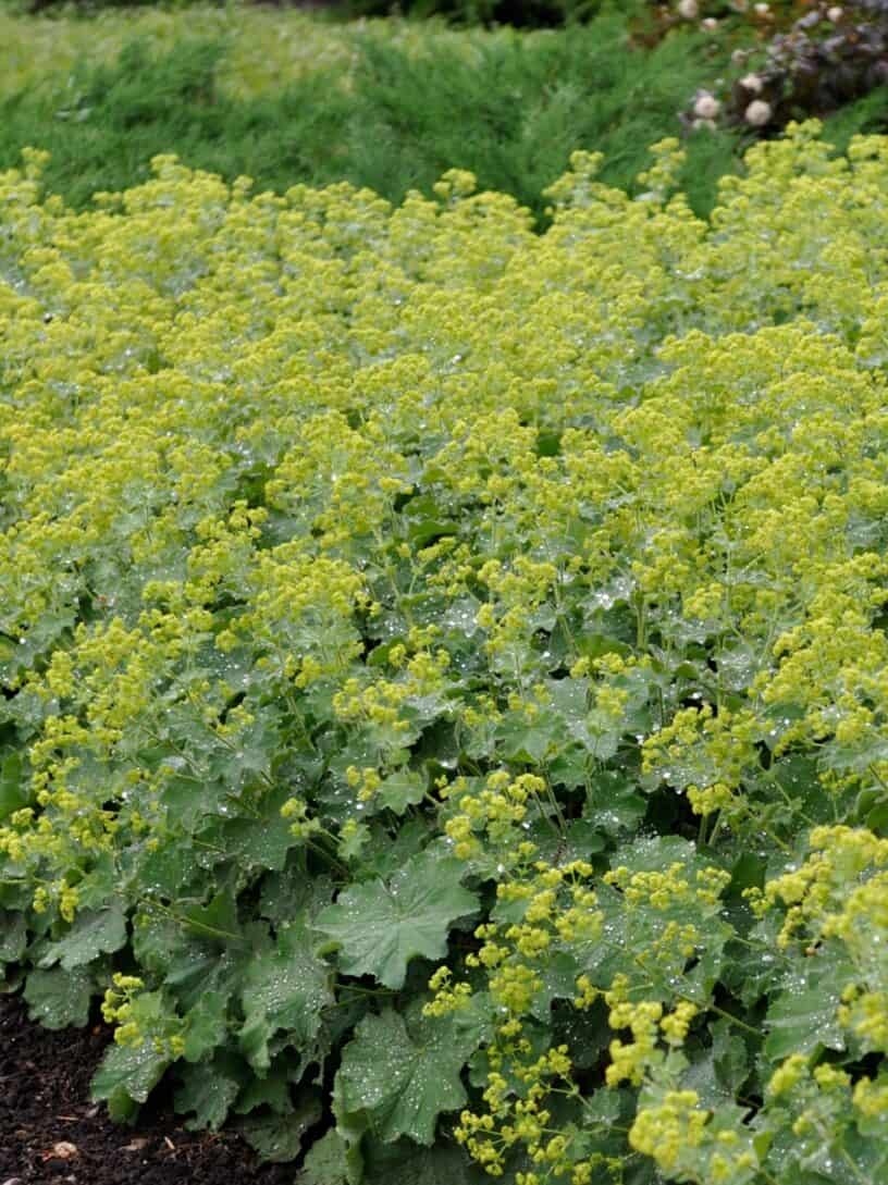Alchemilla mollis 'Gold Strike'