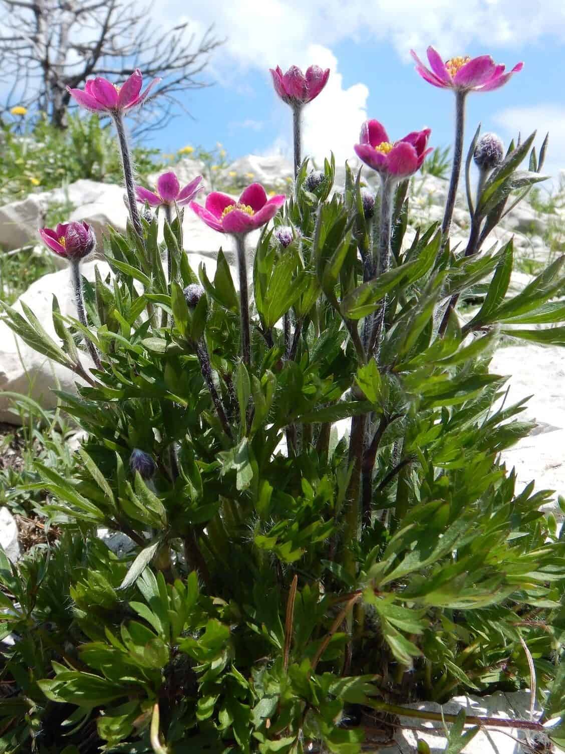 Anemone multifida 'Rubra'