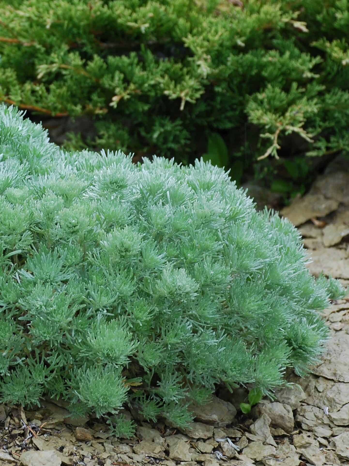 Artemisia schmidtiana 'Nana'