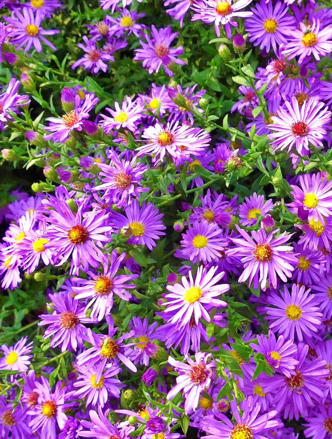 Aster amellus
