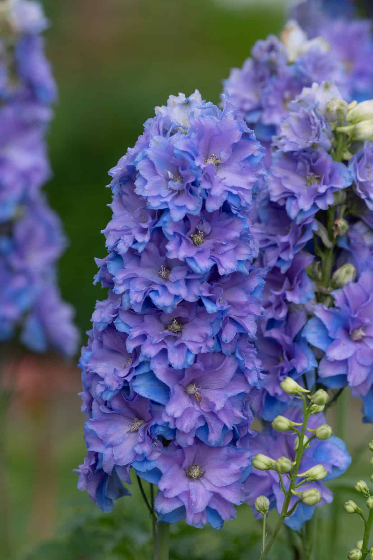 Delphinium Delegenius Shelby