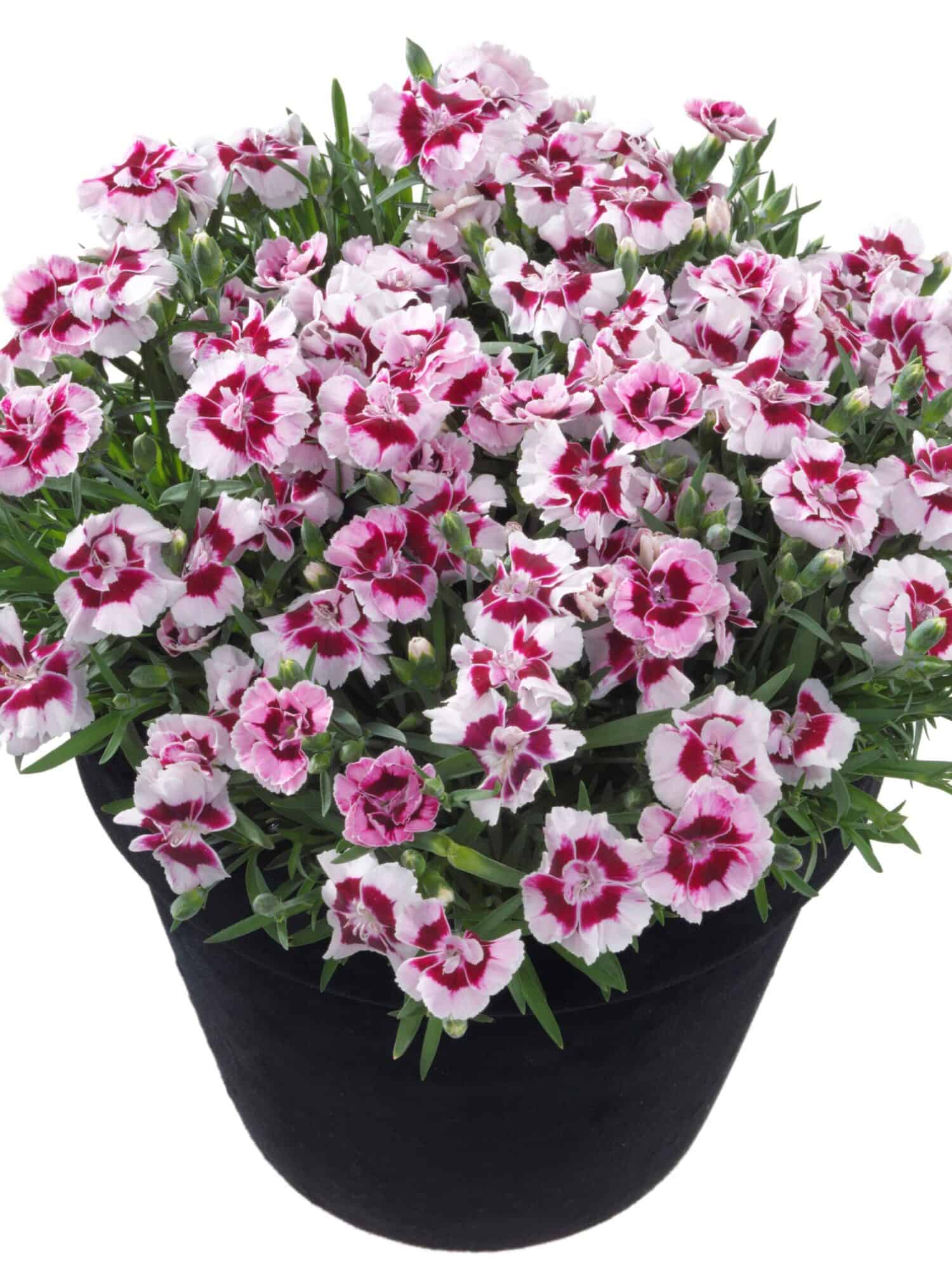 Dianthus 'Kaylee'