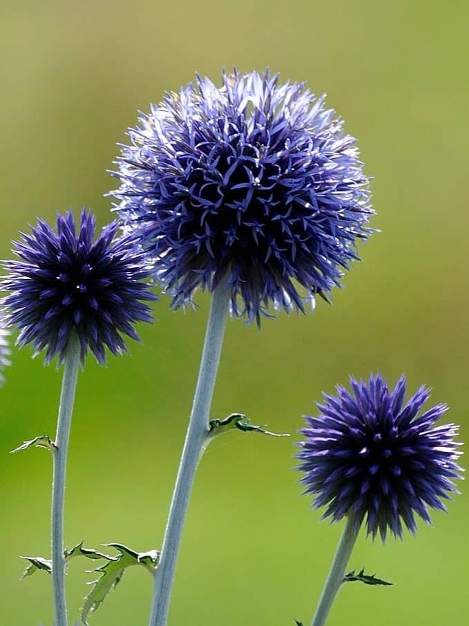 Echinops 'Blue Glow'