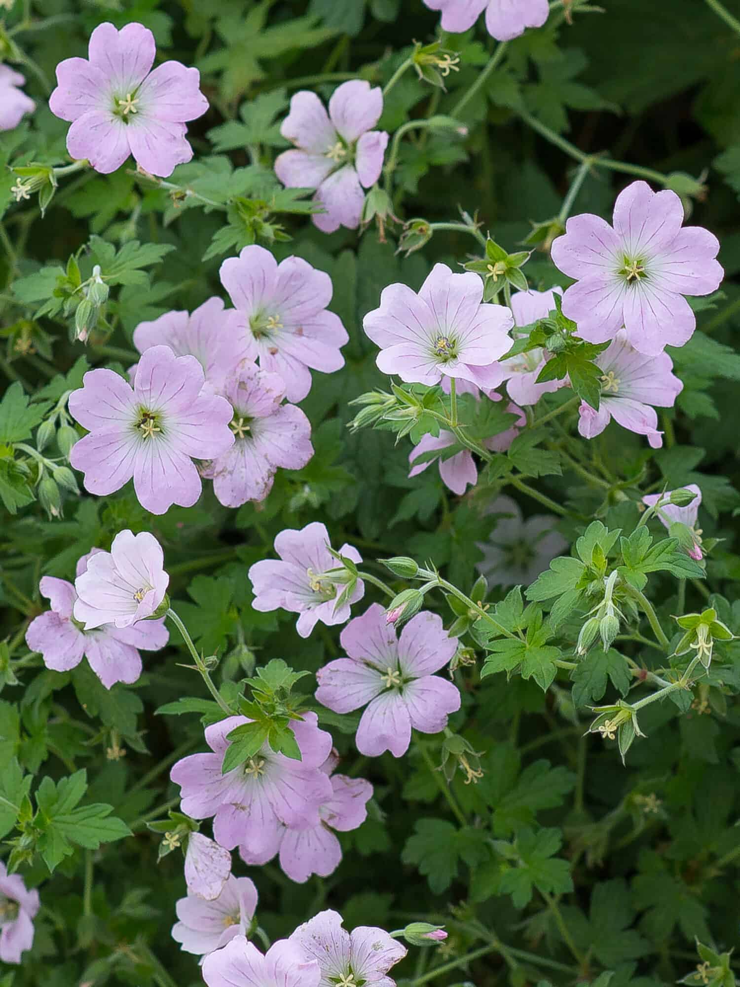 Geranium 'Dreamland'