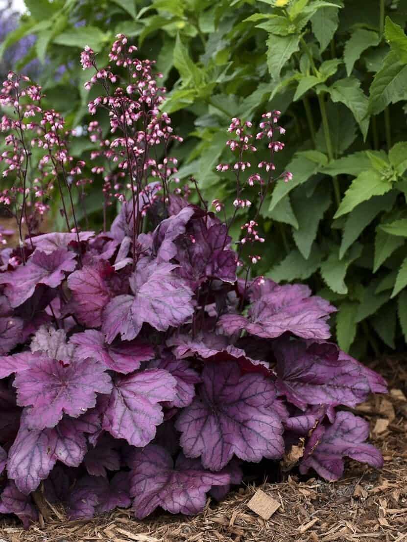 Heuchera 'Wild Rose'