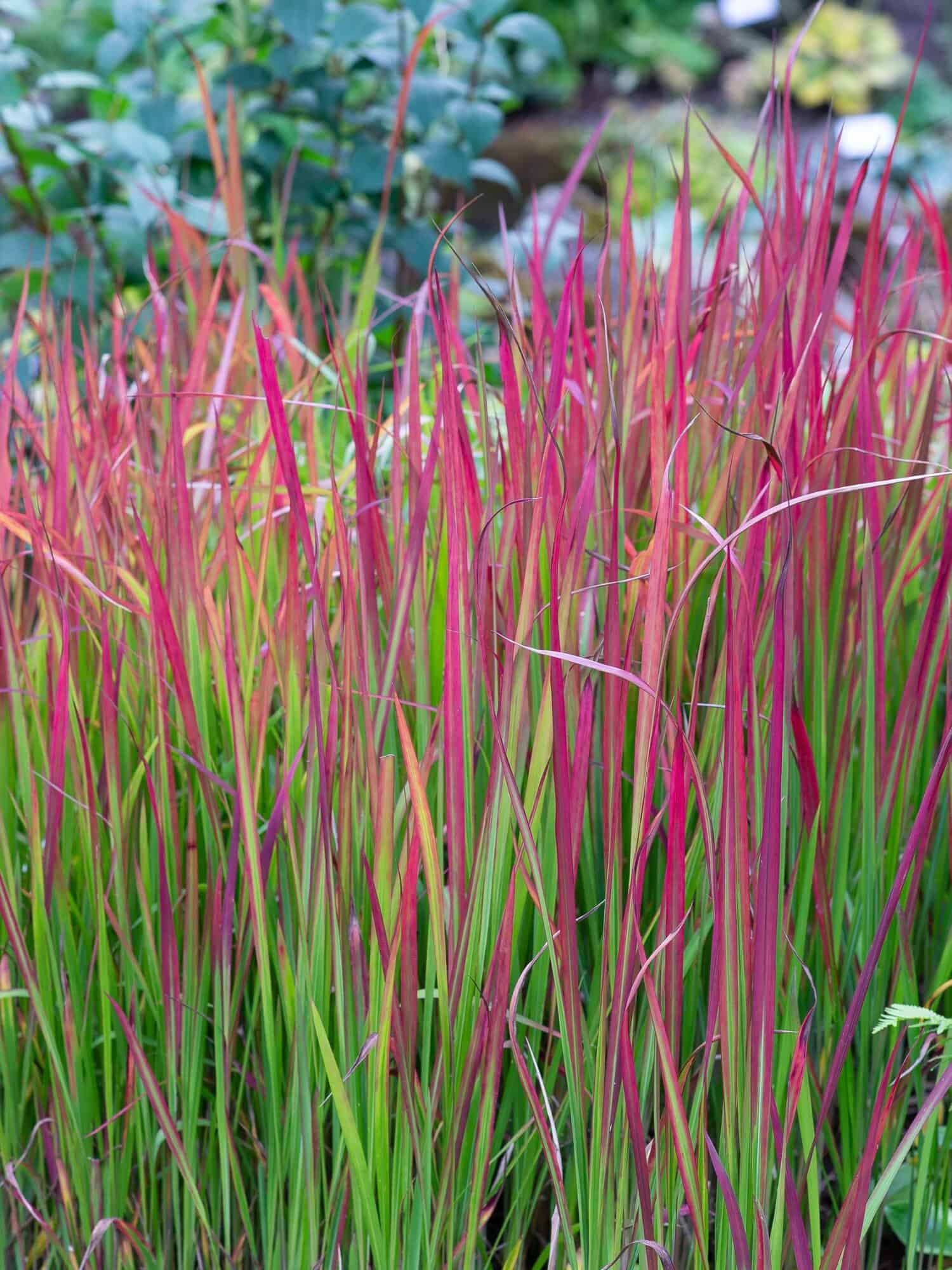 Imperata cylindrica