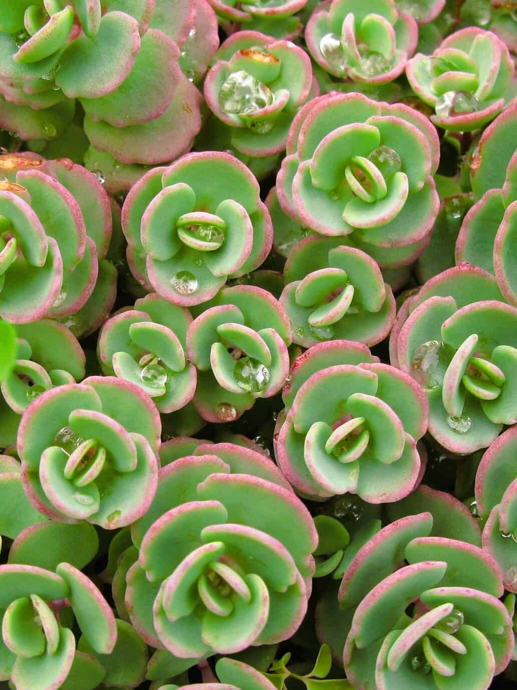 Sedum 'Limezinger'