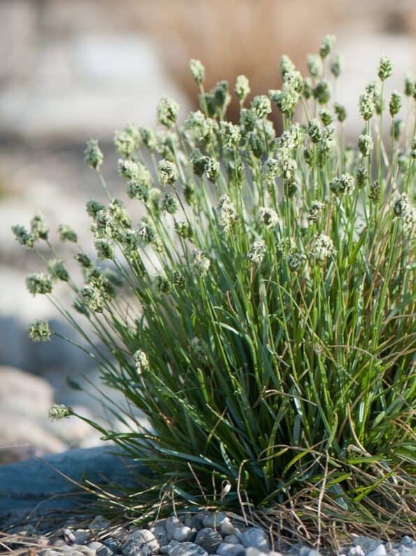 Sesleria caerulea