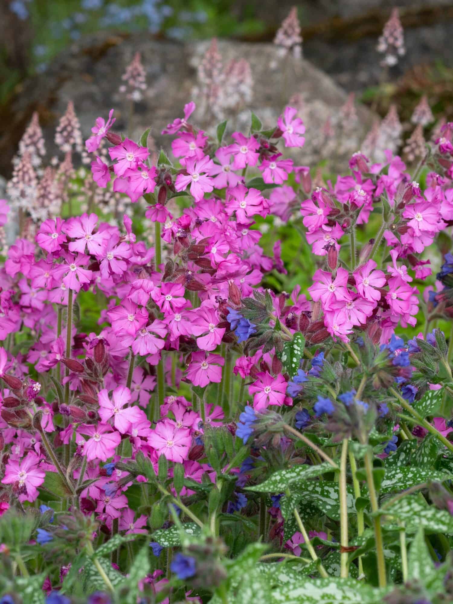 Silene 'Rollies Favourite'