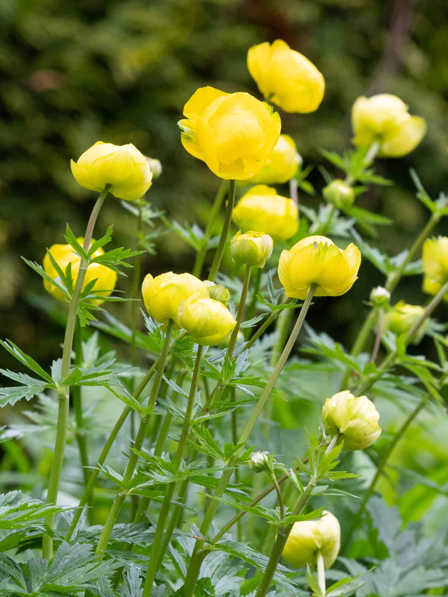 Trollius