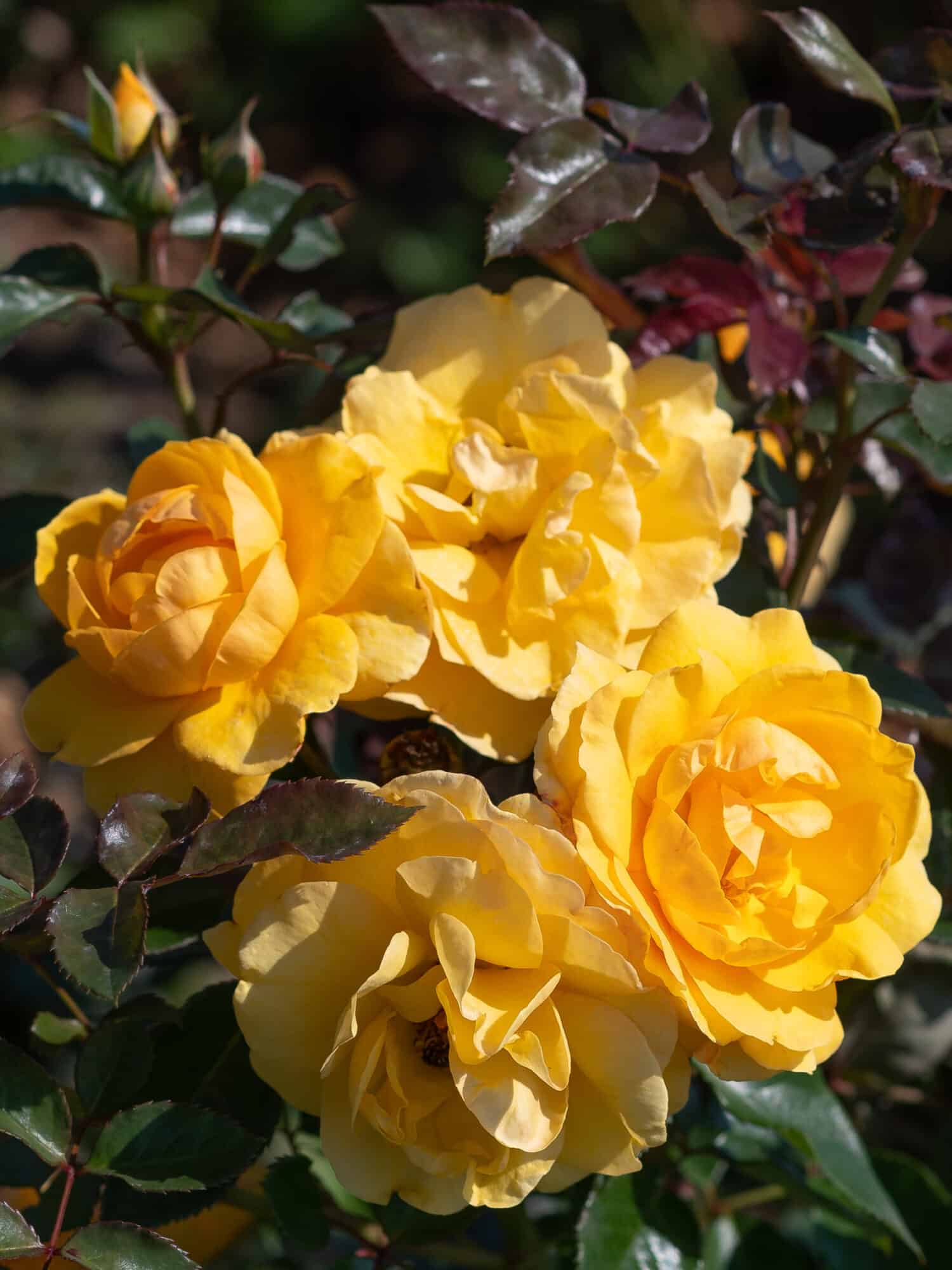 Rosa 'Friendship Forever'