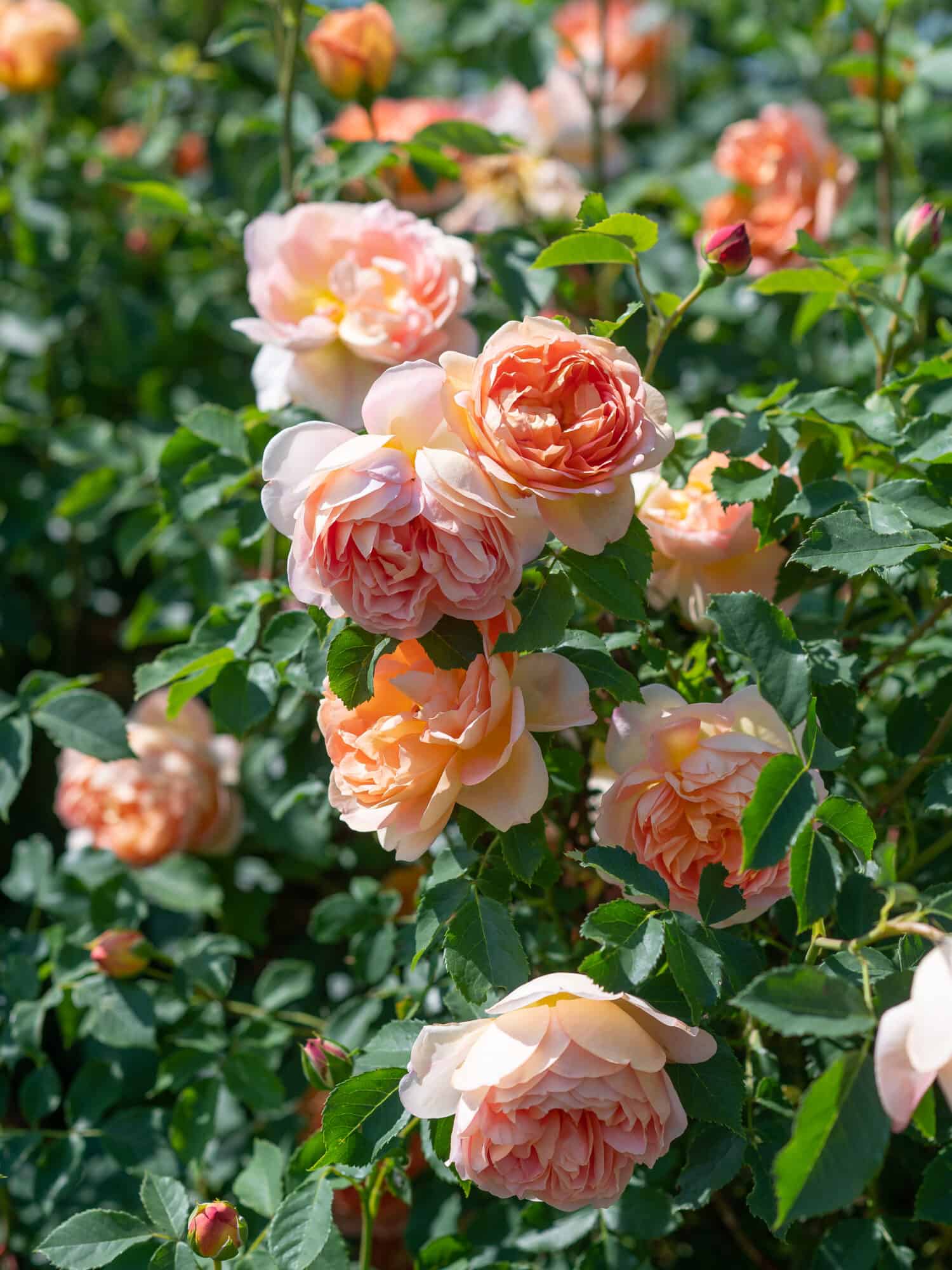 Rosa 'Lady of Charlott'