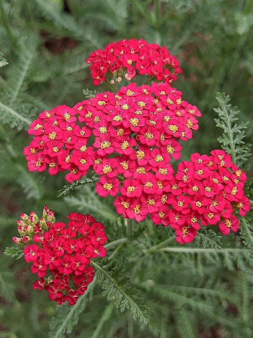 Achillea 'Paprika'