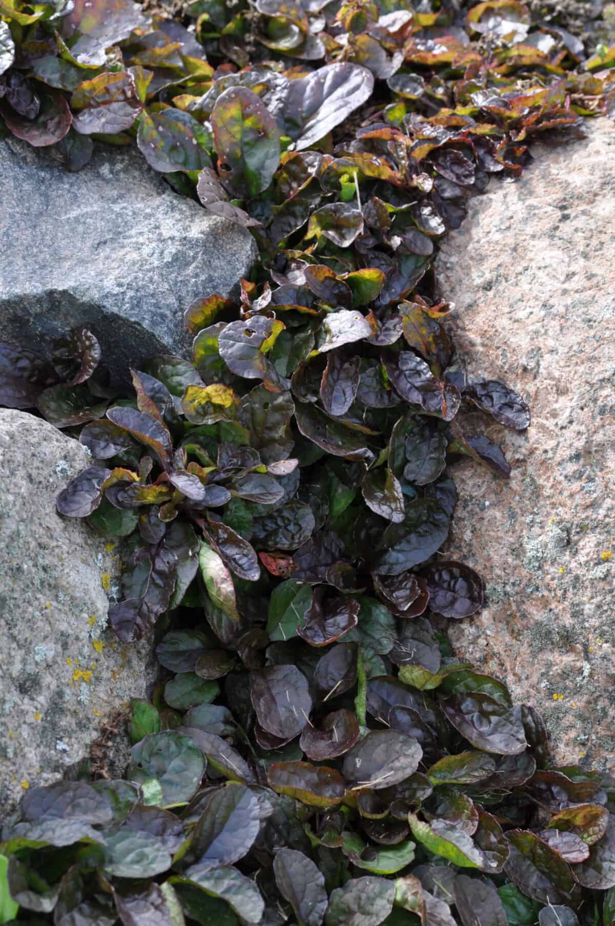 Ajuga reptans