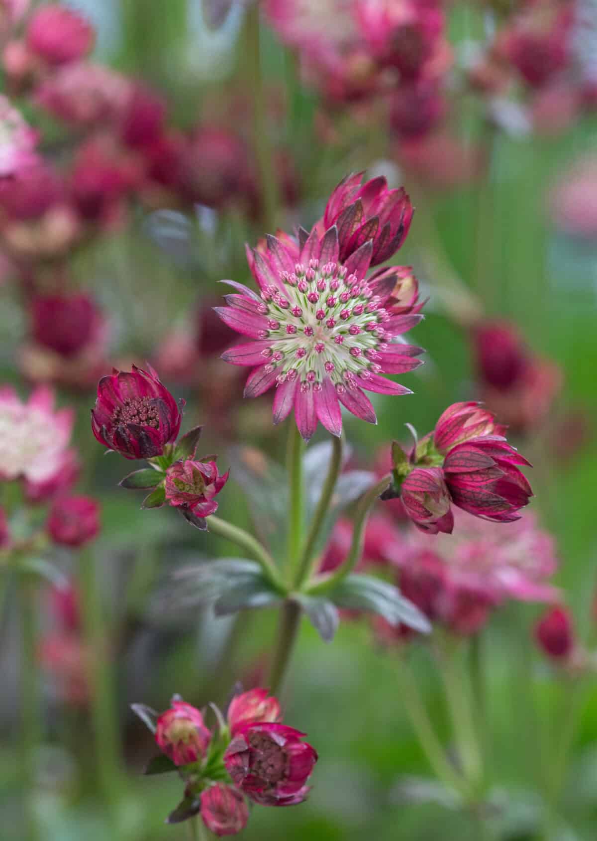 Astrantia