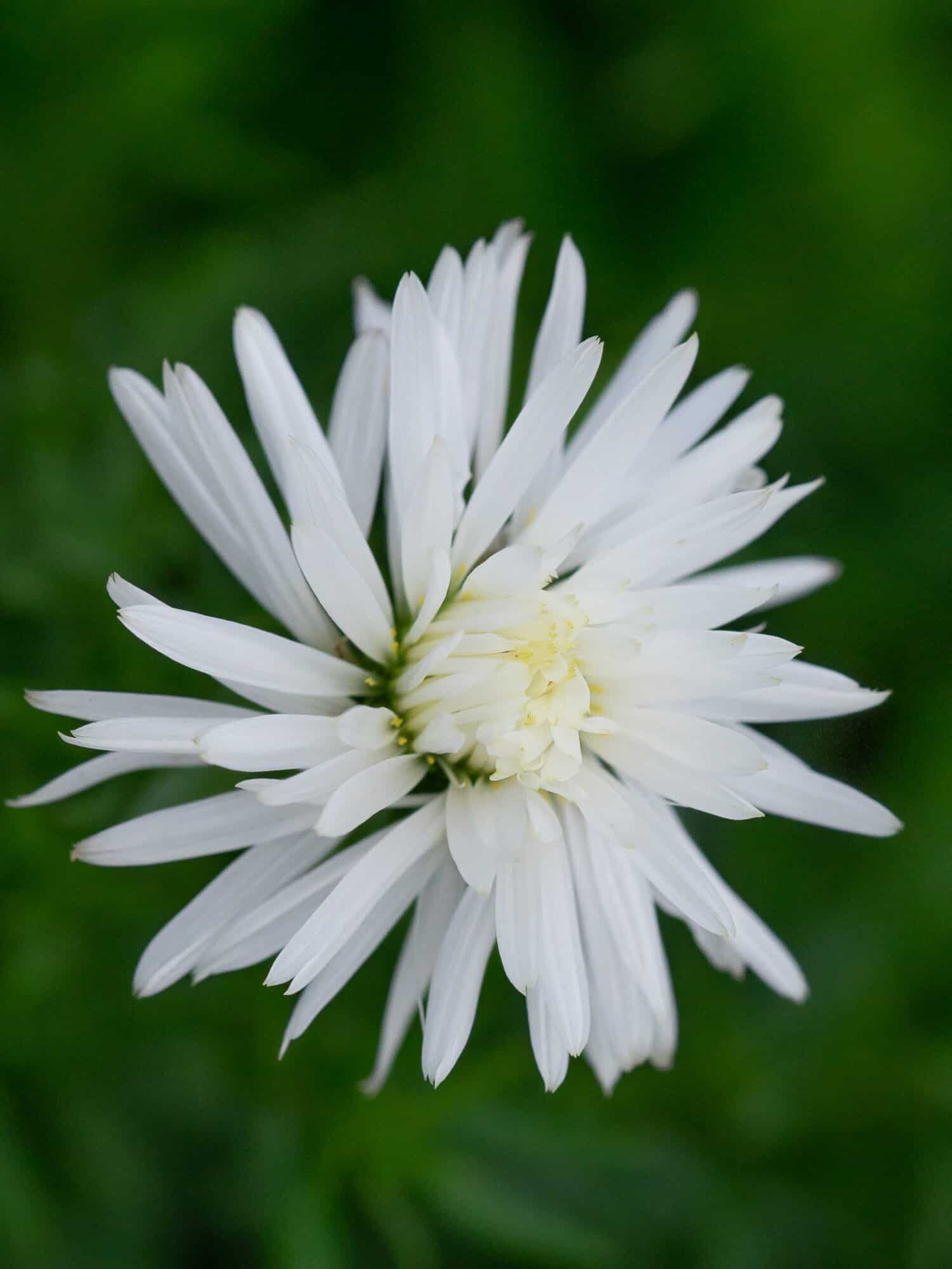 Aster dumosus 'Kristina'