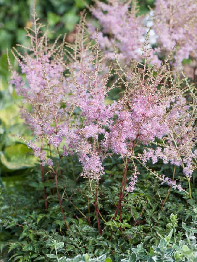 Astilbe simplicifolia 'Hennie Graafland'