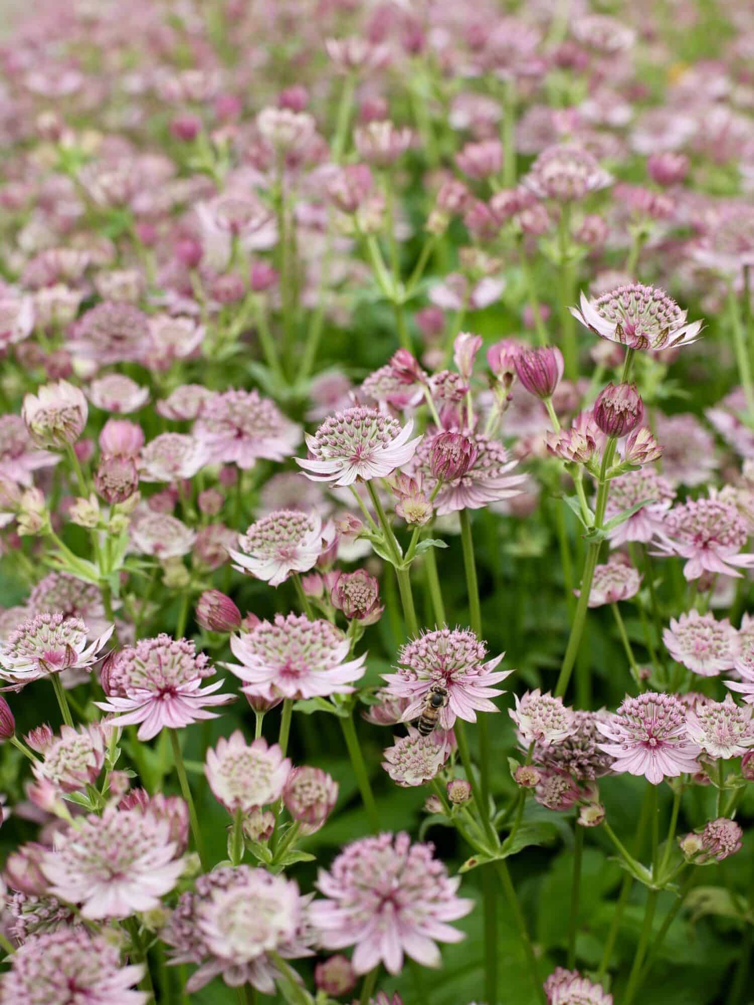 Astrantia 'Pink Button'