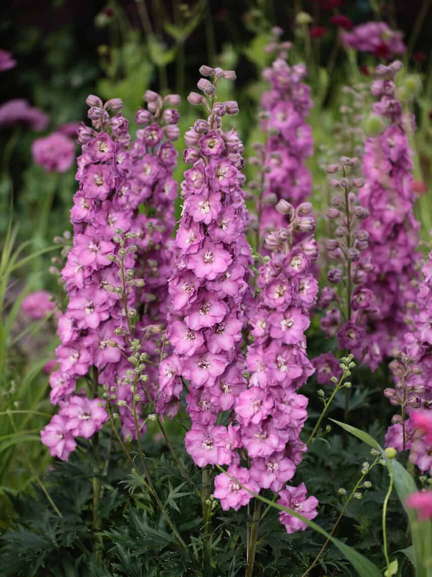 Delphinium 'Delgenius™ Chantay '