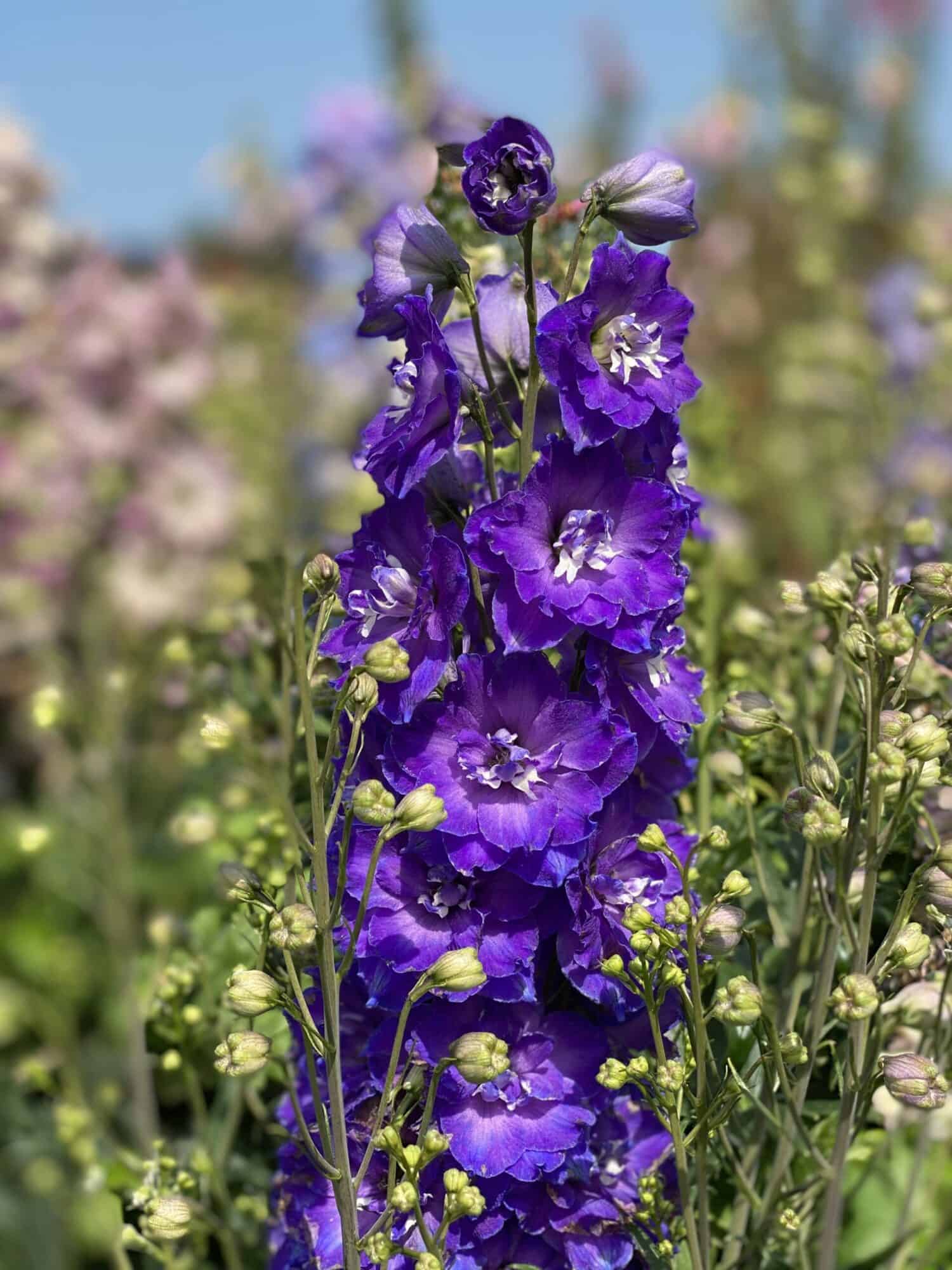 Delphinium