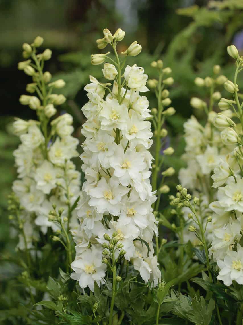 Delphinium 'Delgenius™ Neva'
