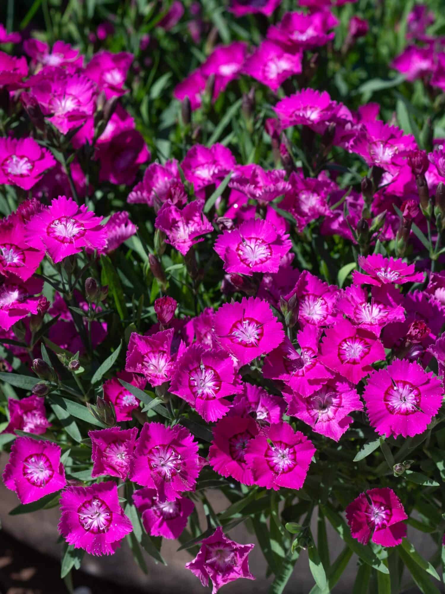 Dianthus 'Kaia'