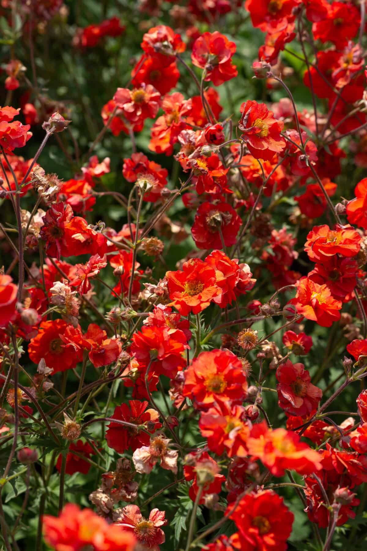 Geum 'Fiery Tempest'®