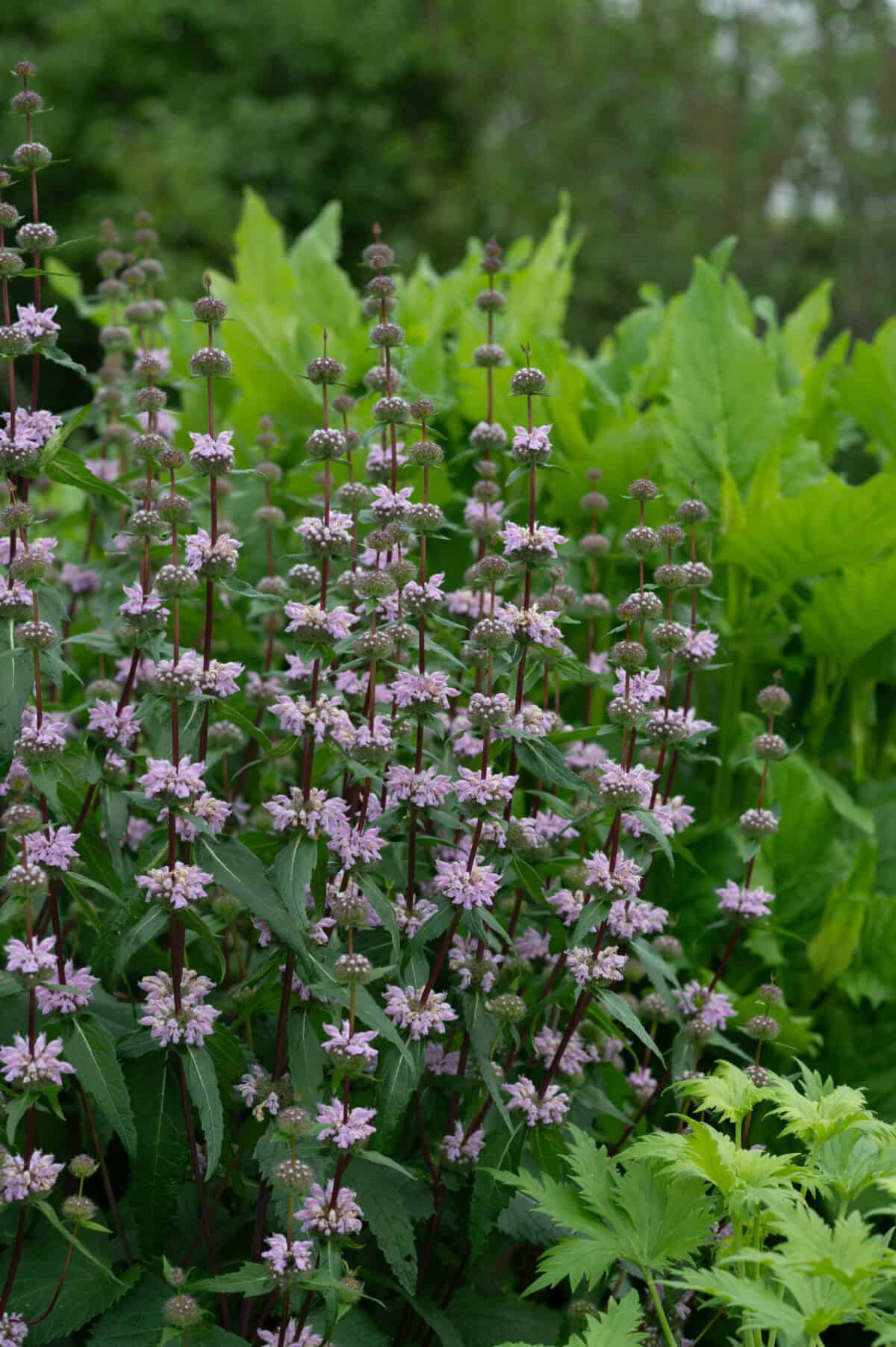 Phlomis tuberosa