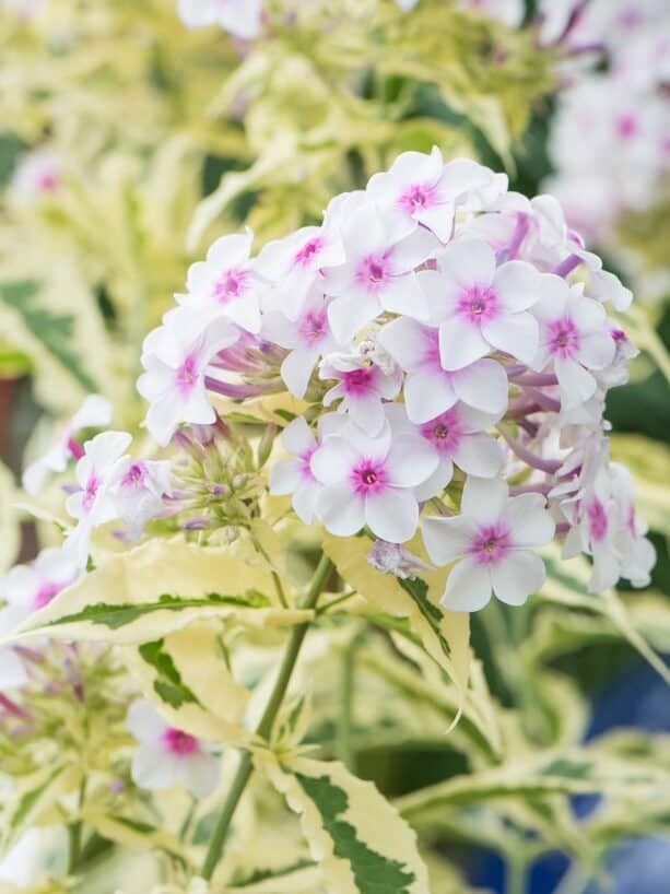 Phlox paniculata 'Norah Leigh'