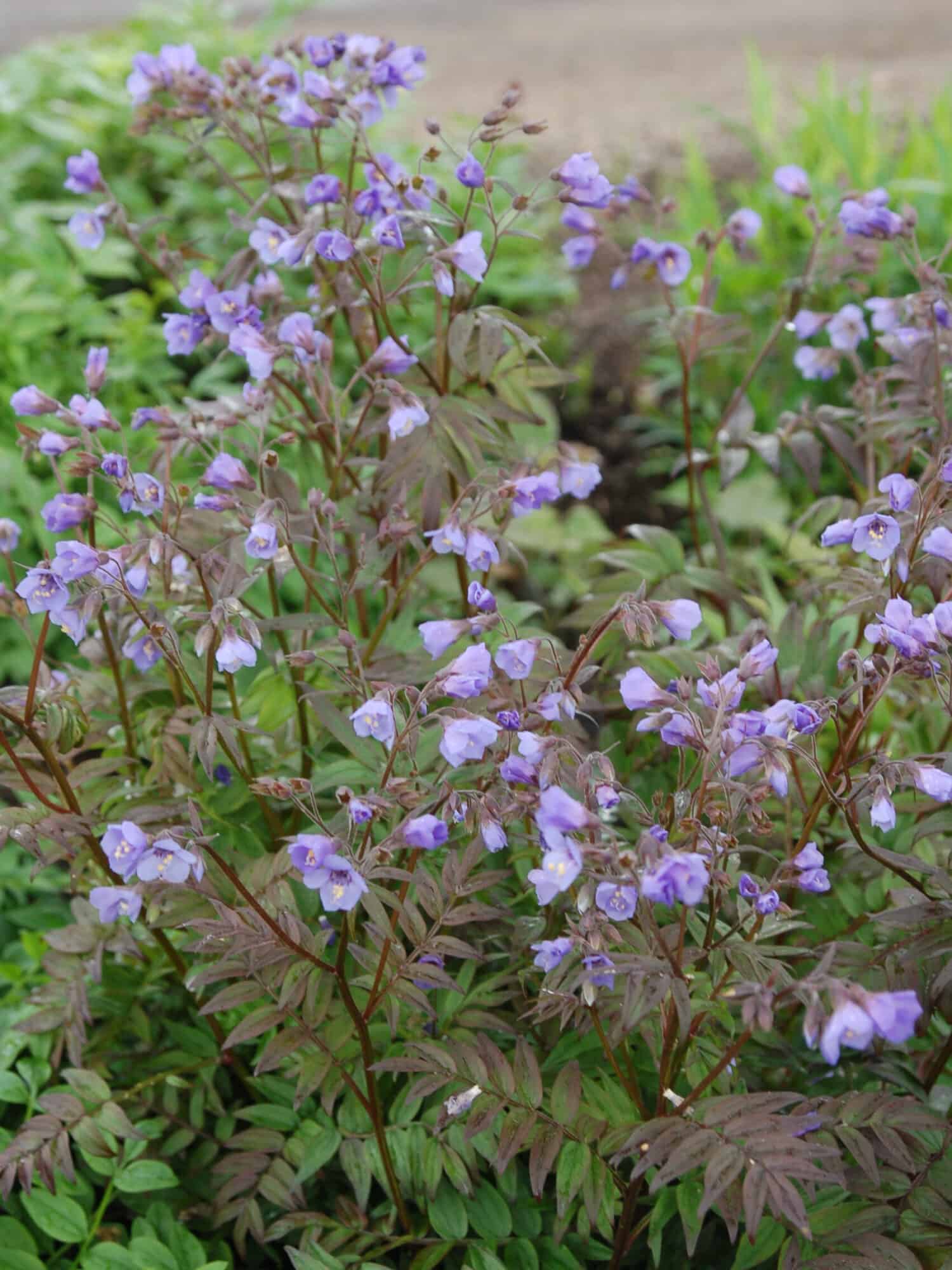 Polemonium 'Heaven Scent'