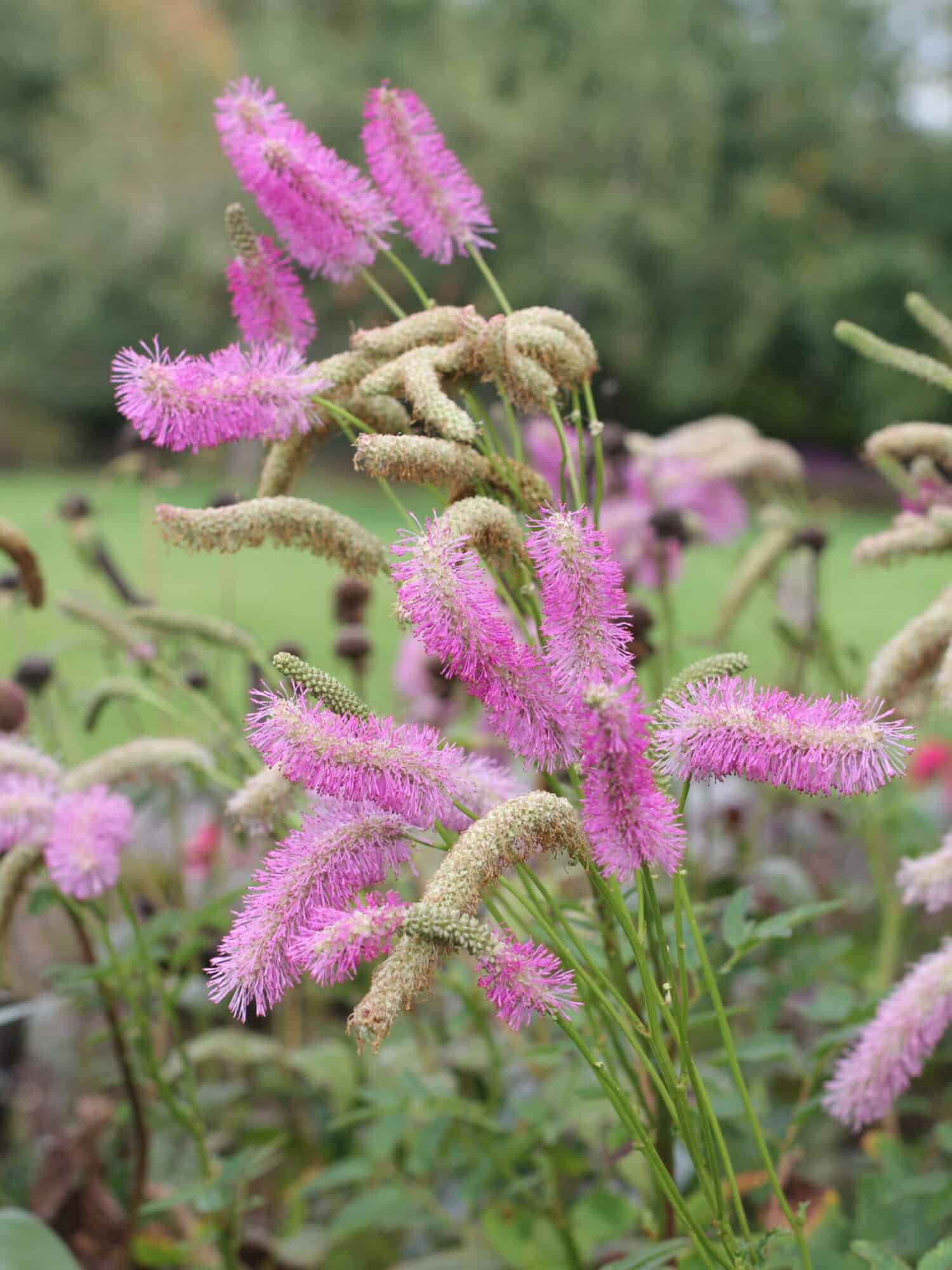Sanguisorba