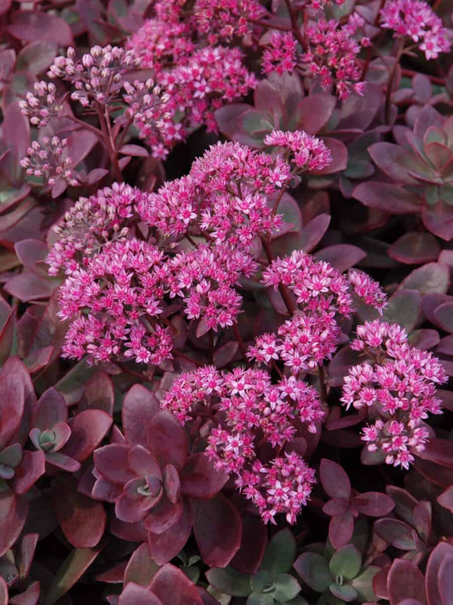 Sedum 'Firecracker'