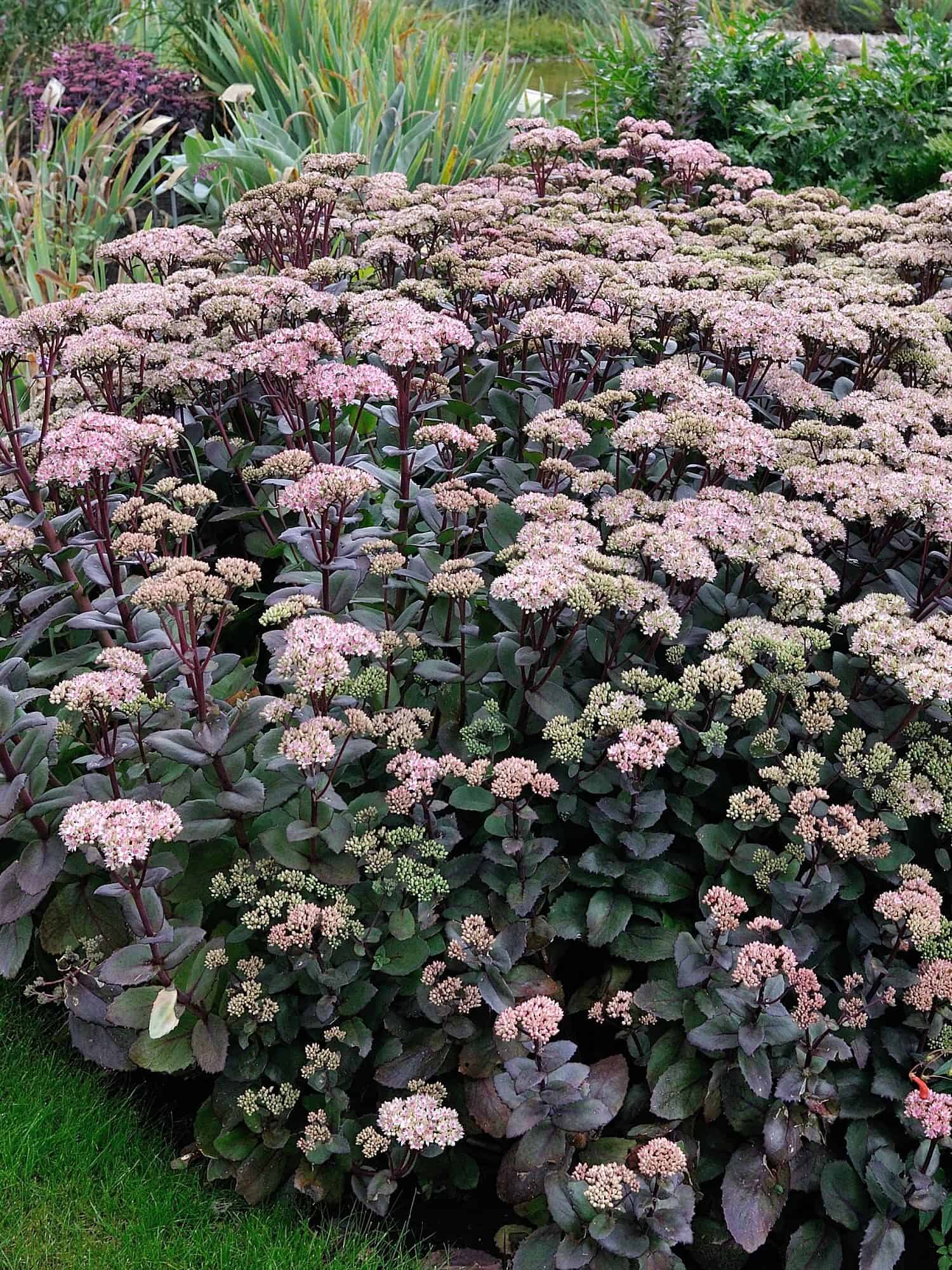 Sedum 'Matrona'