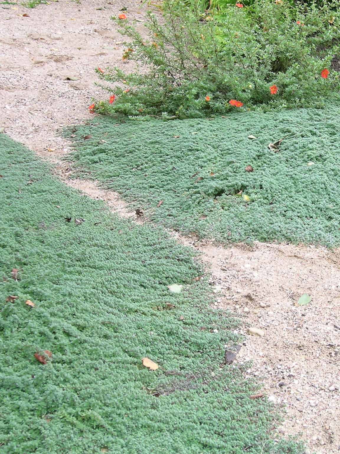 Thymus pseudolanuginosus