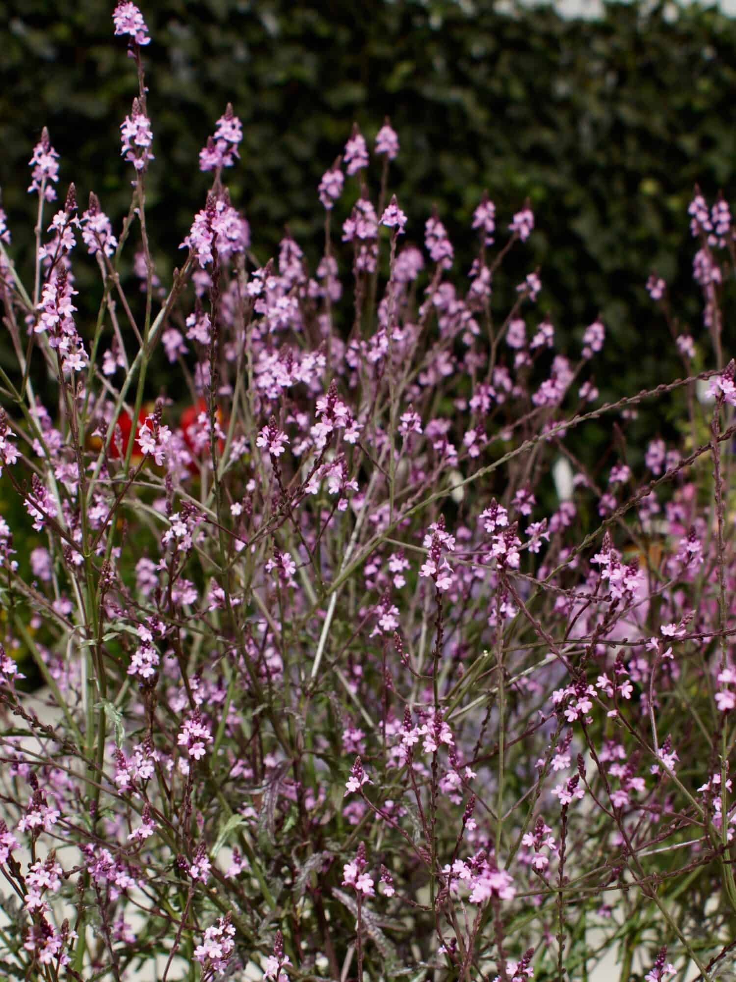 Verbena 'Bampton'