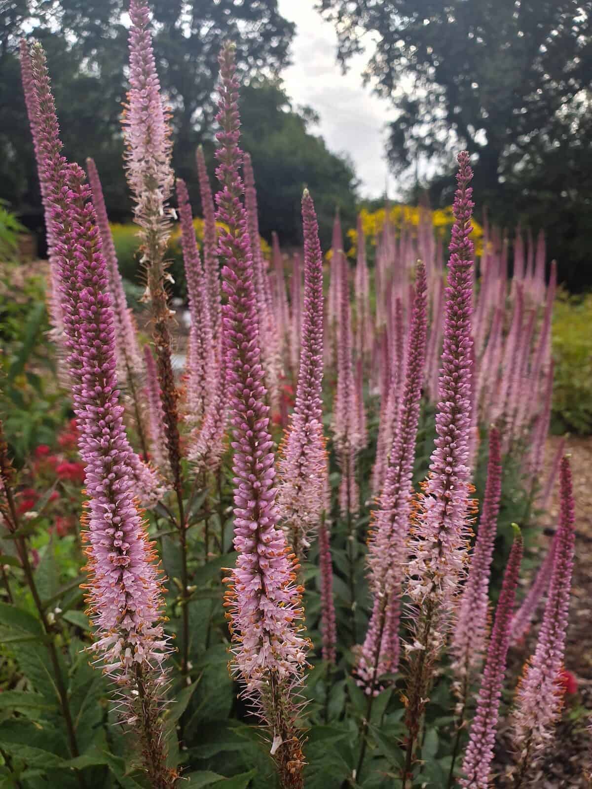 Veronicastrum virginicum