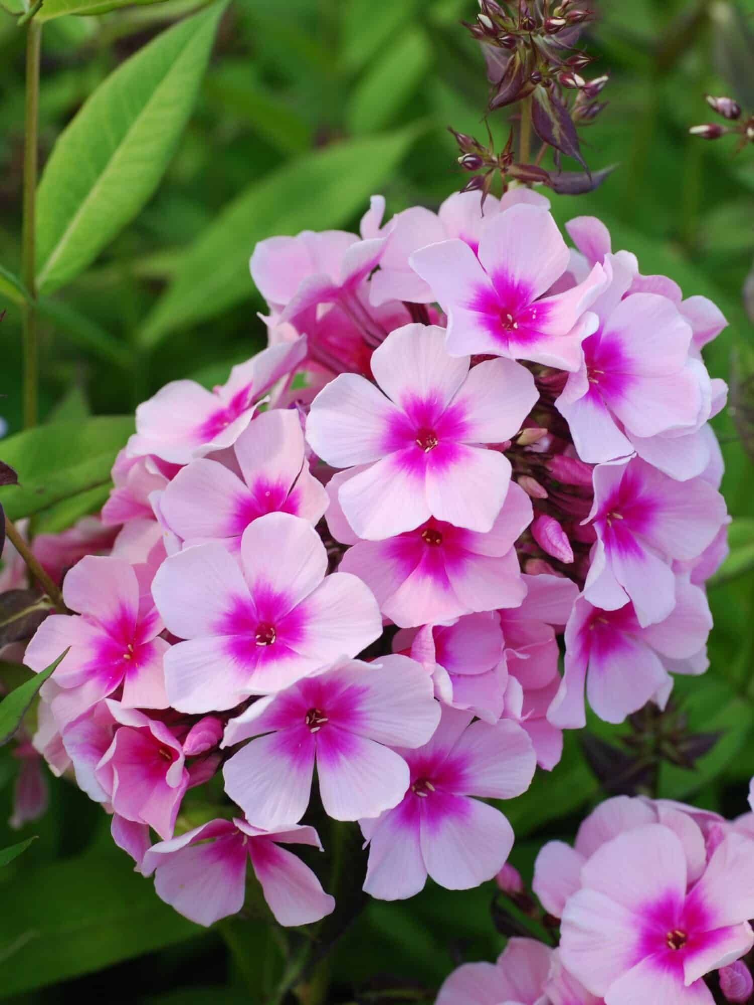 Phlox paniculata 'Bright Eyes'