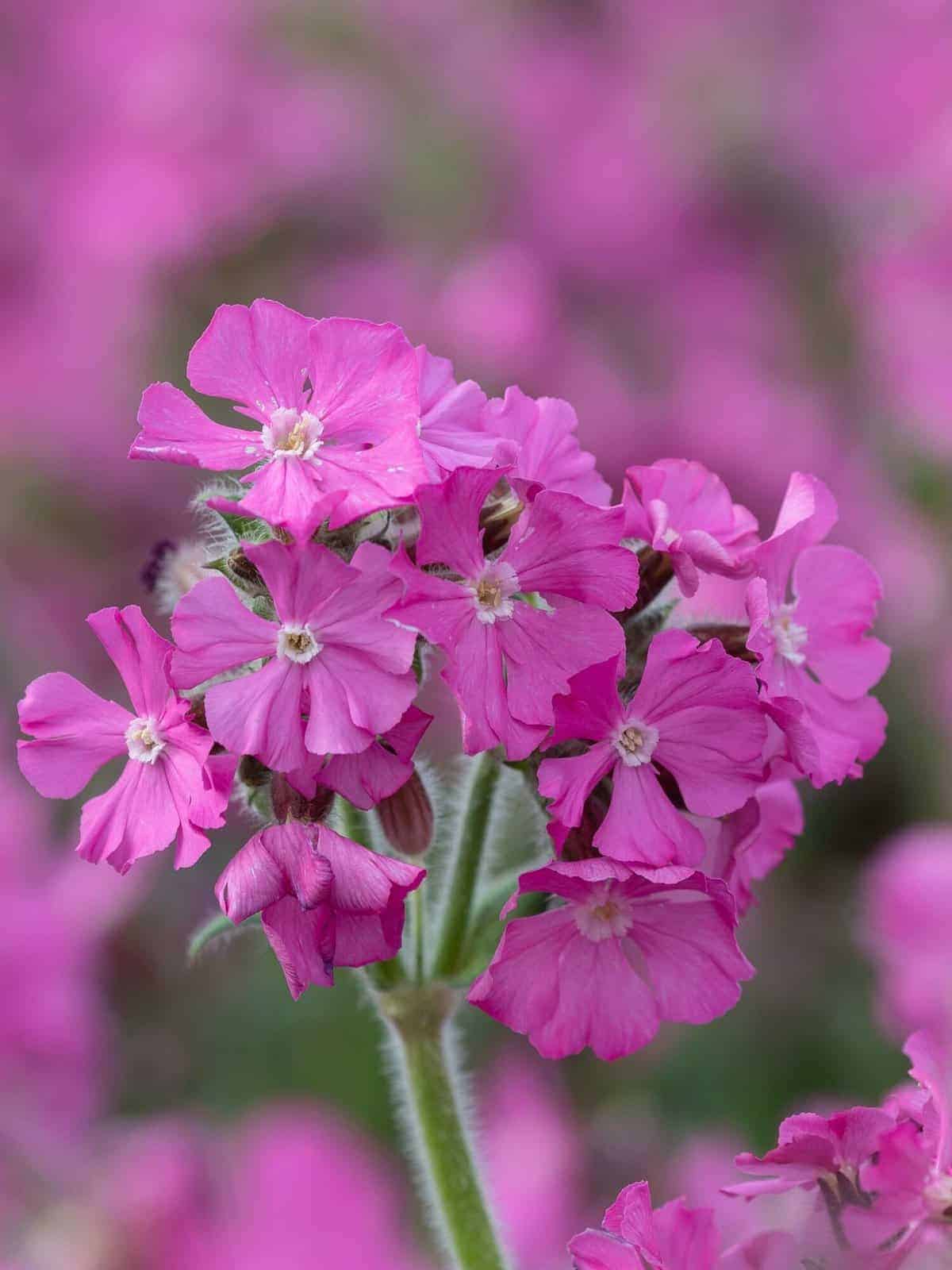Silene dioica