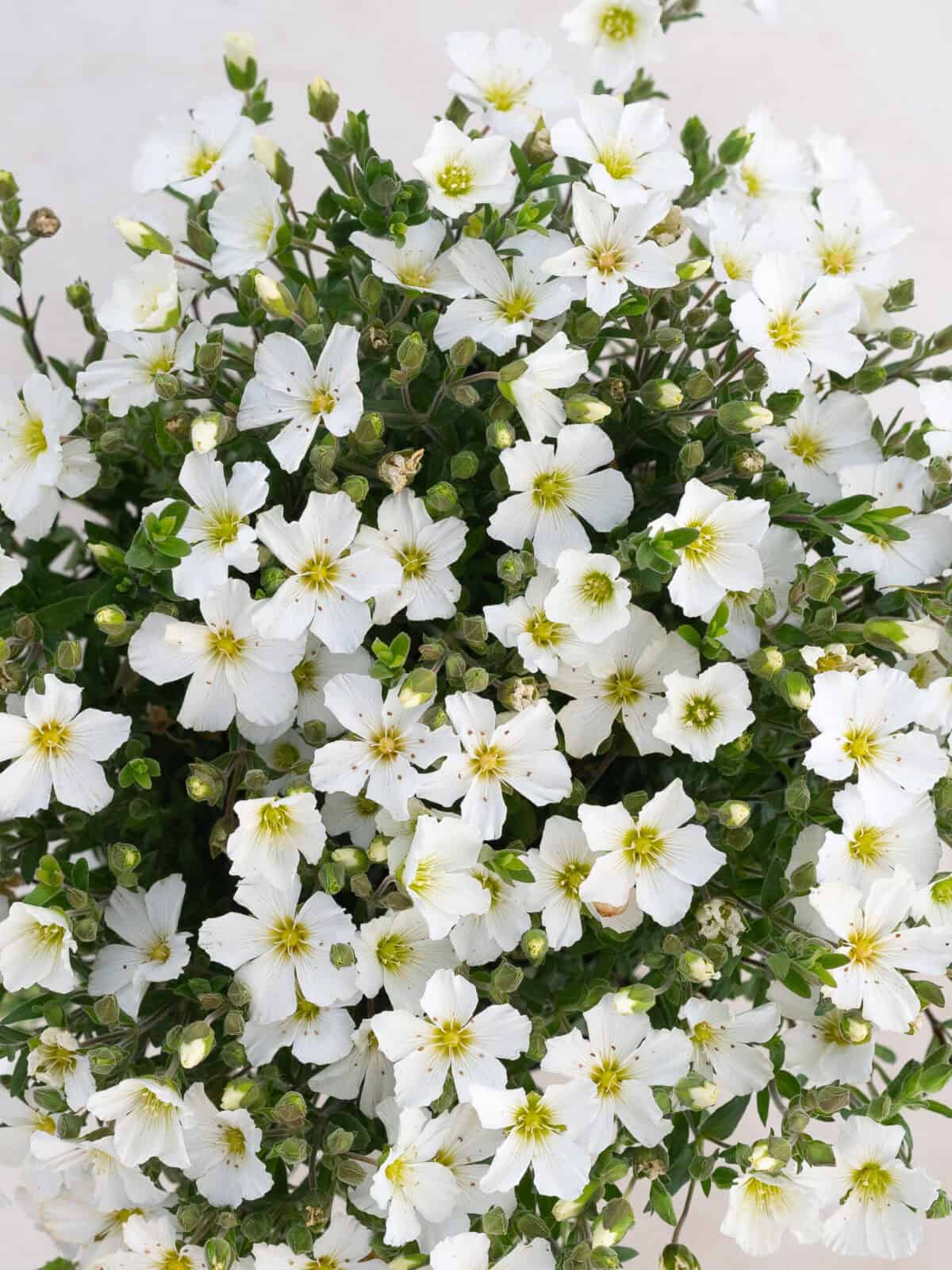 Arenaria montana