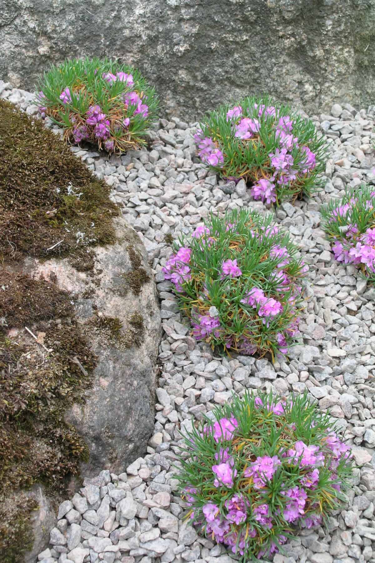 Armeria Varretu