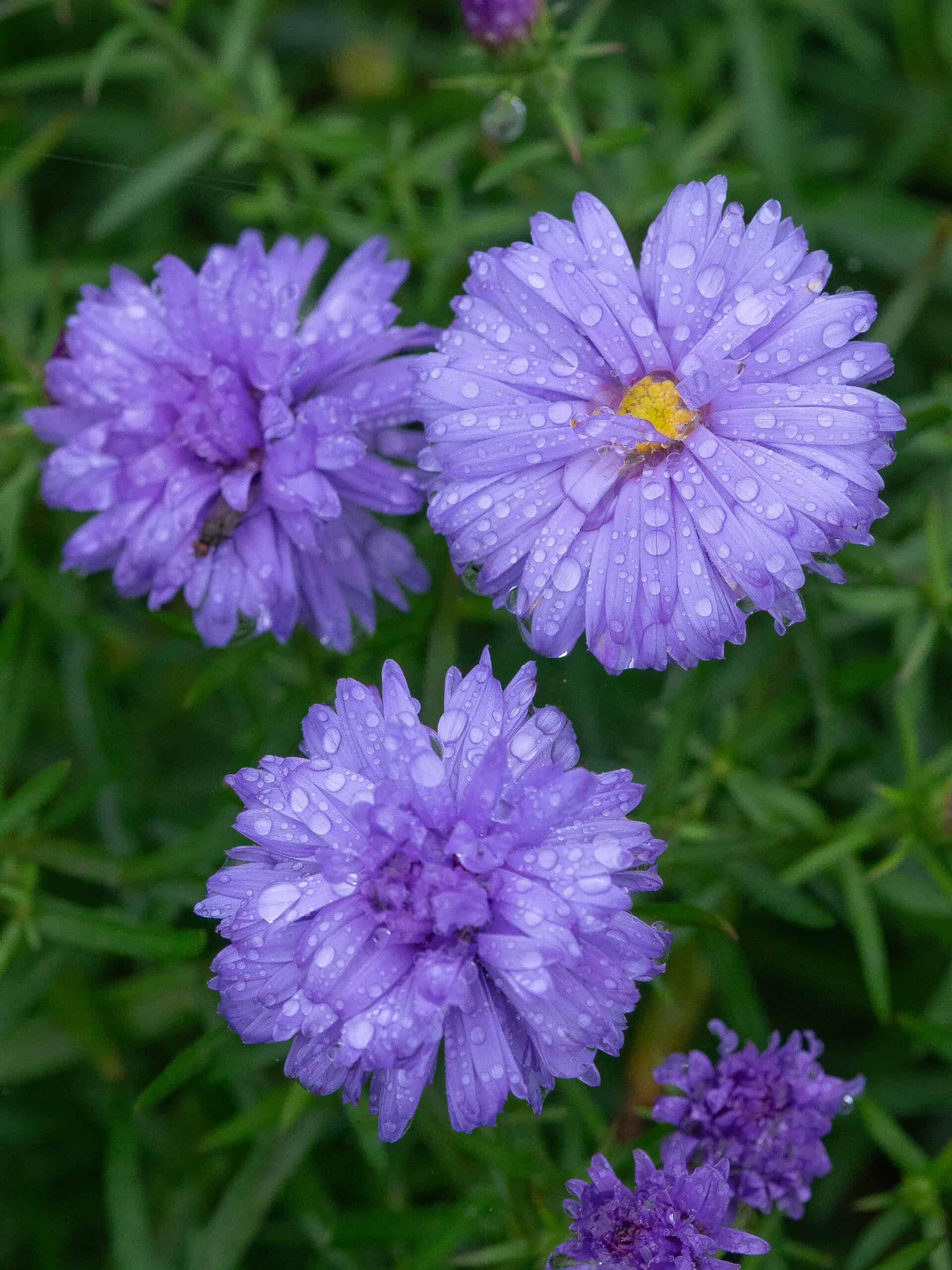 Aster dumosus 'Lady in Blue'