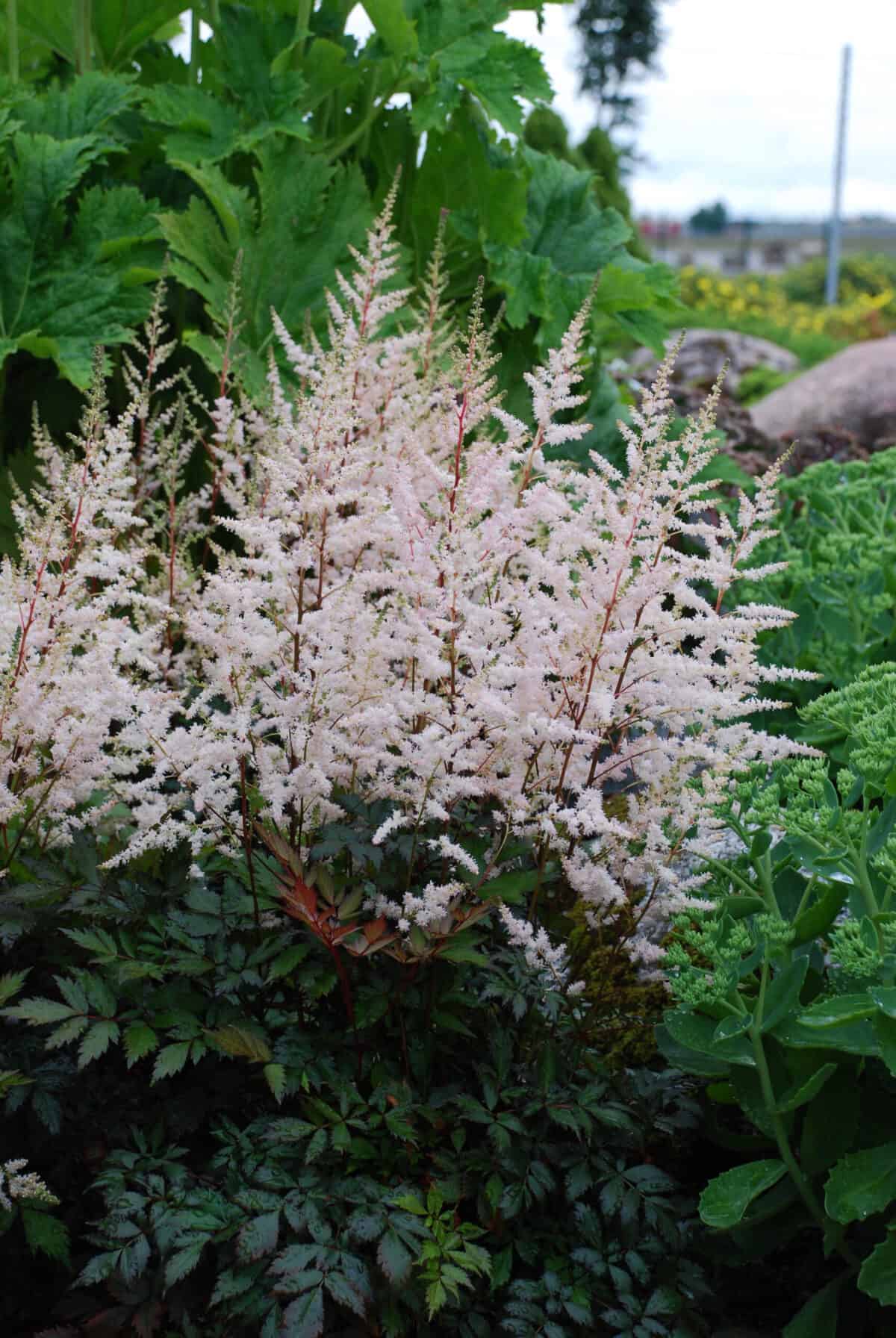 Astilbe Bronzelaube