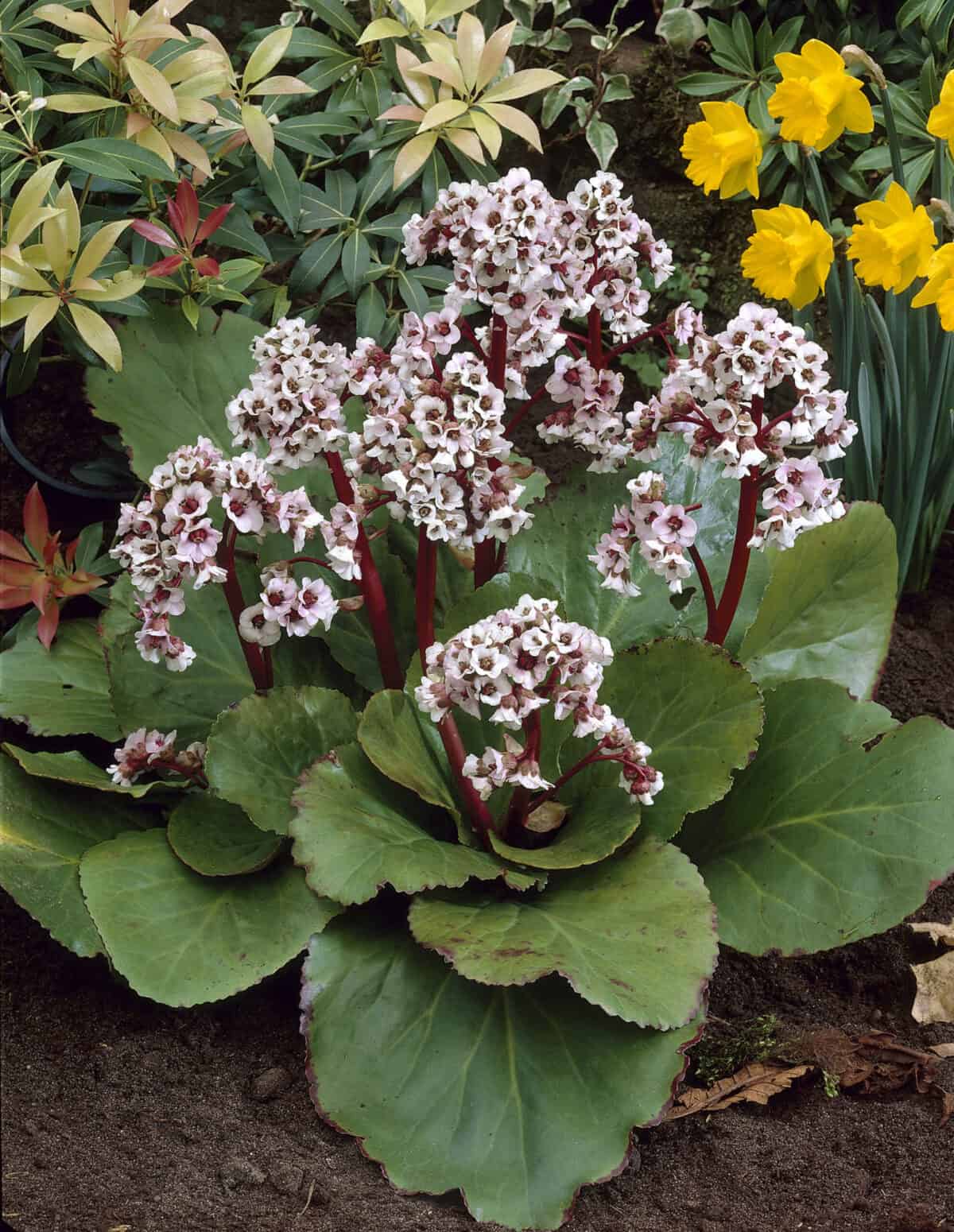 Bergenia Silberlicht