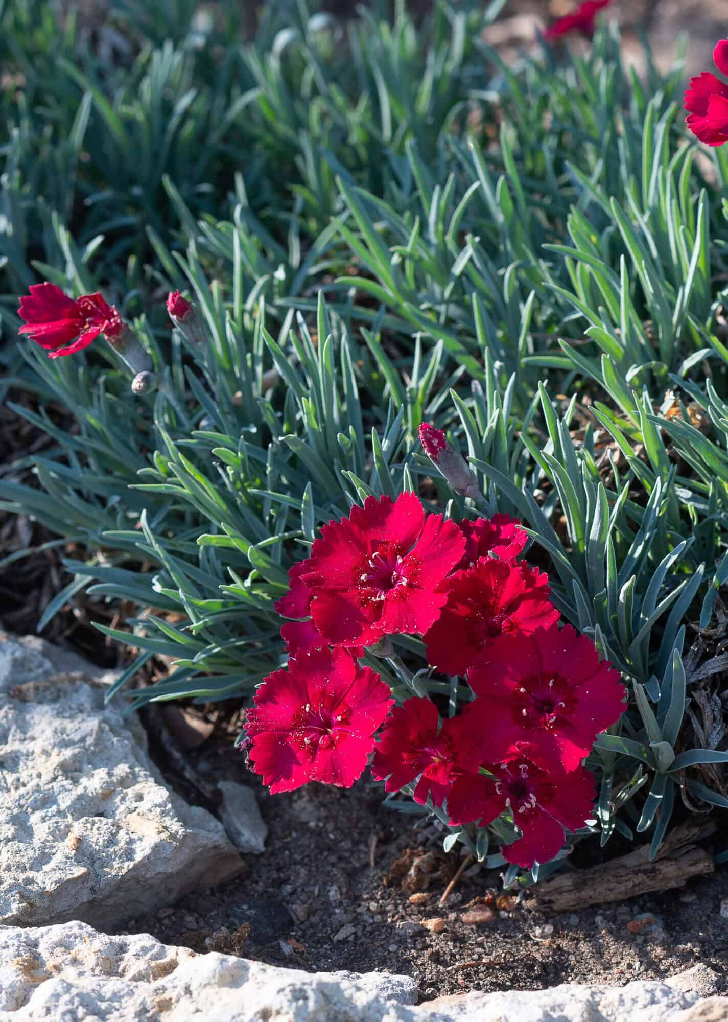Dianthus