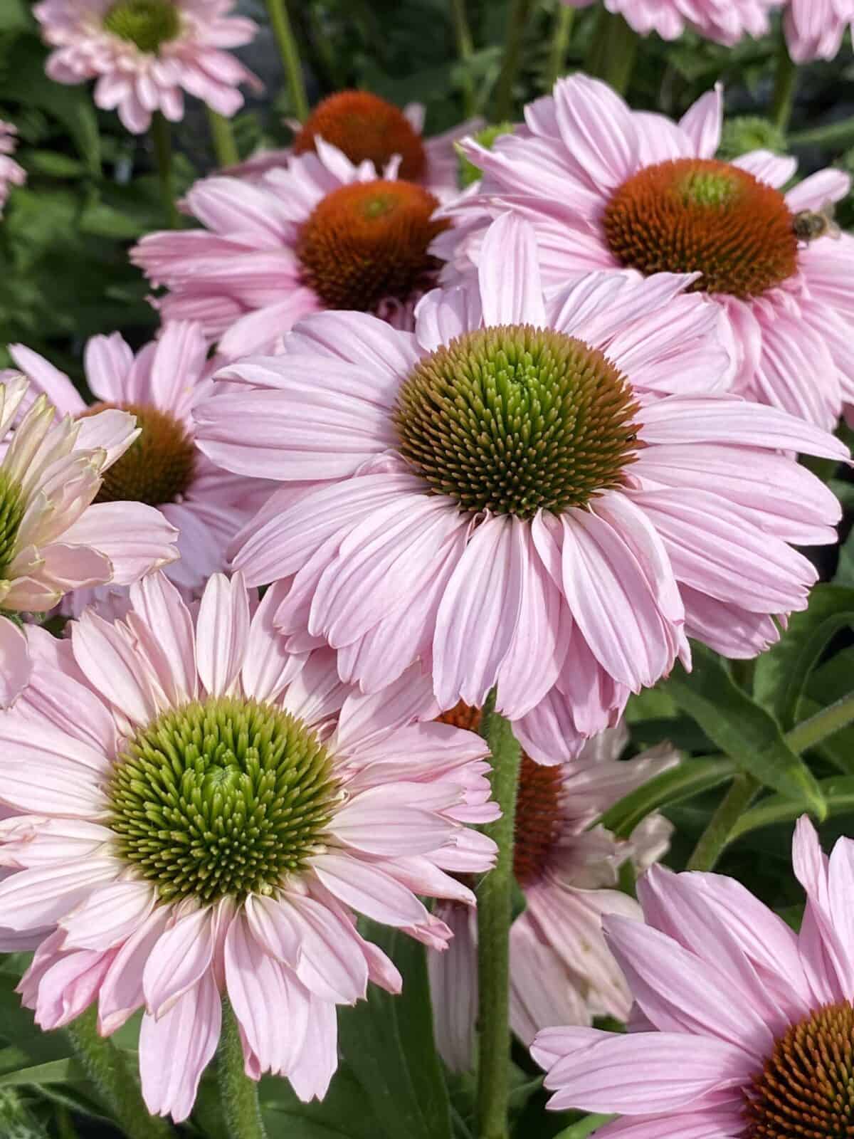 Echinacea SunSeekers Blush