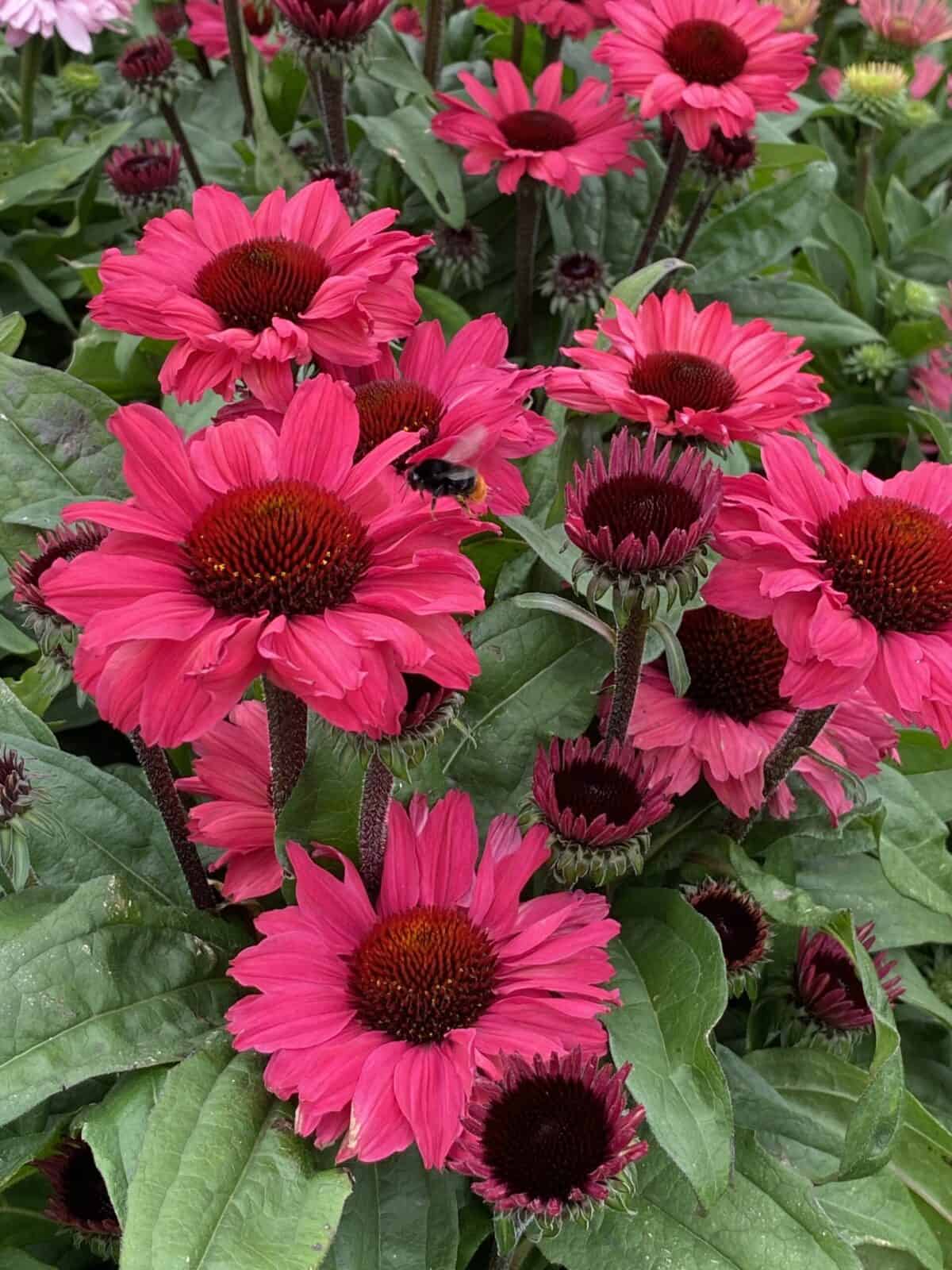 chinacea SunSeekers Carmine