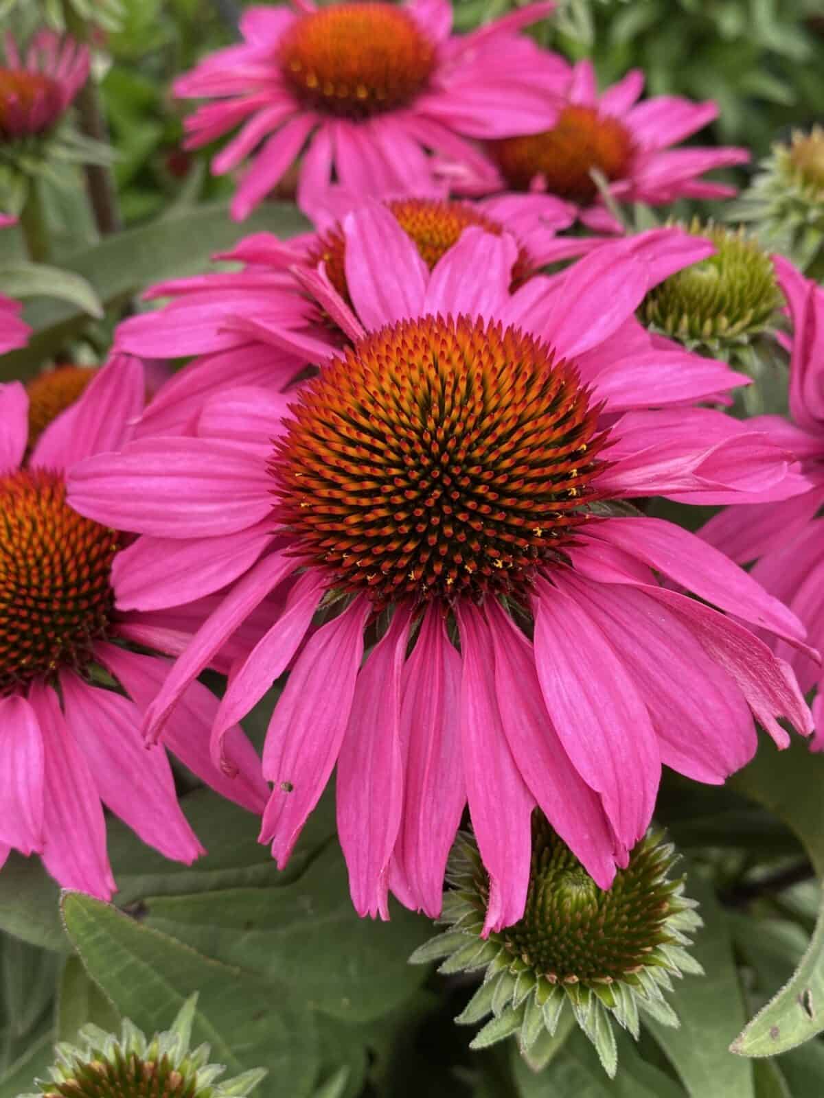 Echinacea SunSeekers Hot Pink