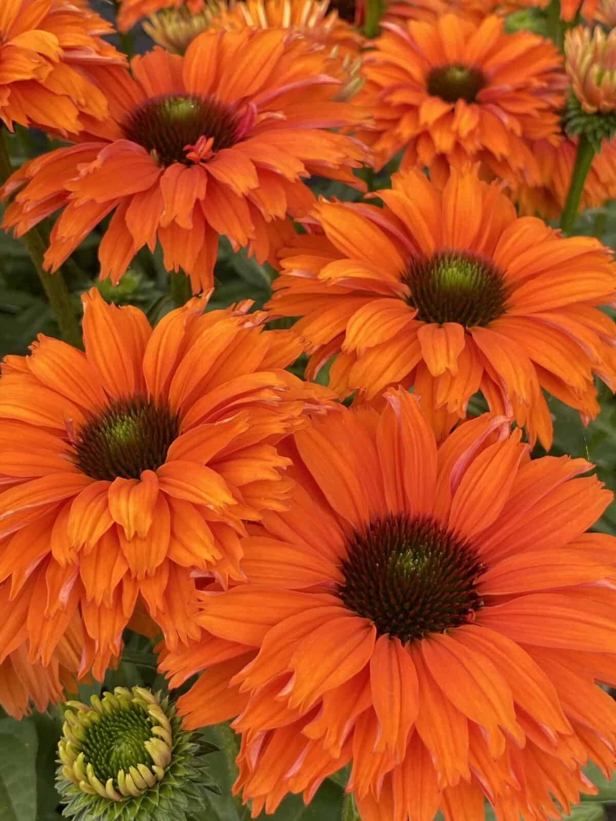 Echinacea SunSeekers Mineola